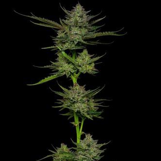 Sour Apple Auto (Humboldt Seed Company) feminisoidut