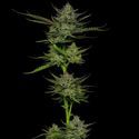 Sour Apple Auto (Humboldt Seed Company) Feminisoidut