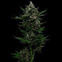 All Gas OG (Humboldt Seed Company) Feminisoidut
