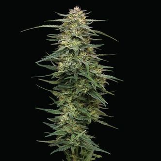 Raspberry Parfait (Humboldt Seed Company) feminisoidut