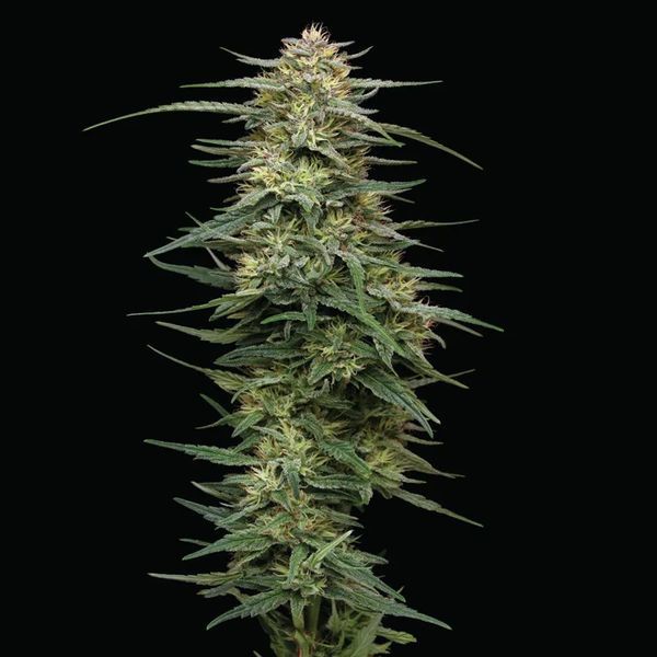 Raspberry Parfait (Humboldt Seed Company) Feminisoidut