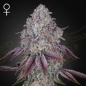 Persian Pie (Greenhouse Seeds) Feminisoidut