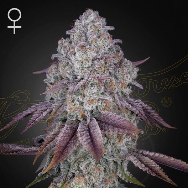 Persian Pie (Greenhouse Seeds) Feminisoidut
