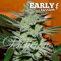 Unknown Kush – varhainen versio (Delicious Seeds), Feminisoidut