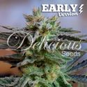 Sugar Black Rose - Early Version (Delicious Seeds) Feminisoidut