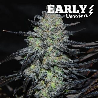 Golosa &ndash; varhainen versio (Delicious Seeds) Feminisoidut