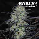 Golosa – varhainen versio (Delicious Seeds) Feminisoidut