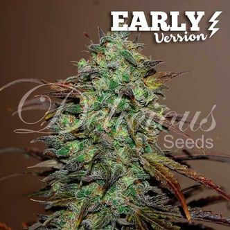 Eleven Roses - varhainen versio (Delicious Seeds) feminisoidut kannabiksen siemenet