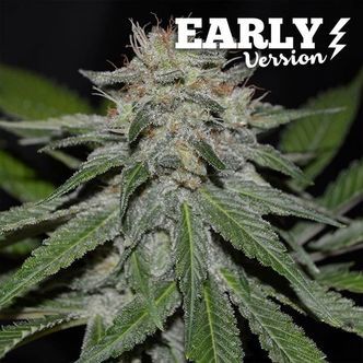 Critical Neville Haze - Early Version (Delicious Seeds) feminisoidut