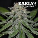 Critical Neville Haze - varhainen versio (Delicious Seeds) Feminisoidut