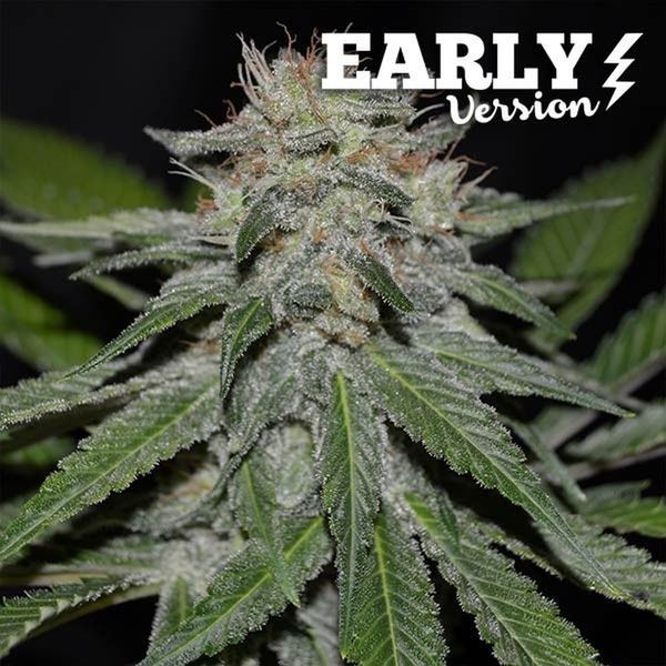 Critical Neville Haze - varhainen versio (Delicious Seeds) Feminisoidut