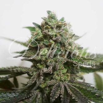 Delimed CBD Plus (Delicious Seeds) Feminisoidut