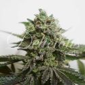 Delimed CBD Plus (Delicious Seeds) Feminisoidut