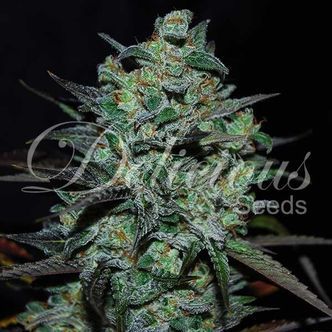 Northern Light Blue THC-vapaa (Delicious Seeds) feminisoitu