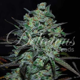 Northern Light Blue THC-Free (Delicious Seeds) Feminisoidut