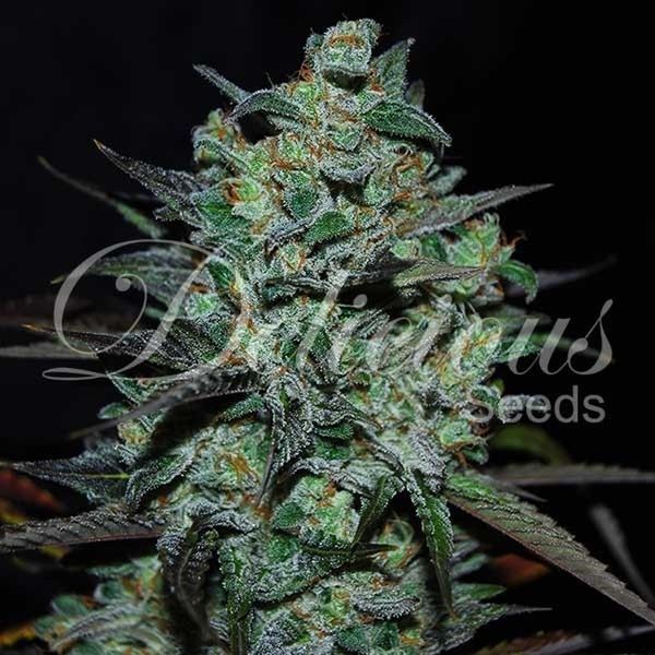 Northern Light Blue THC-Free (Delicious Seeds) Feminisoidut