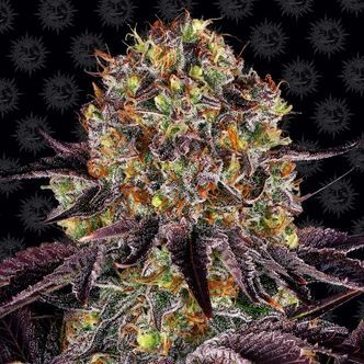 Runtz x Layer Cake (Barney's Farm) feminisoidut