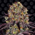 Runtz x Layer Cake (Barney's Farm) Feminisoidut
