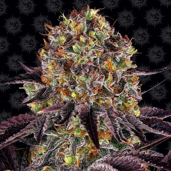 Runtz x Layer Cake (Barney's Farm) Feminisoidut