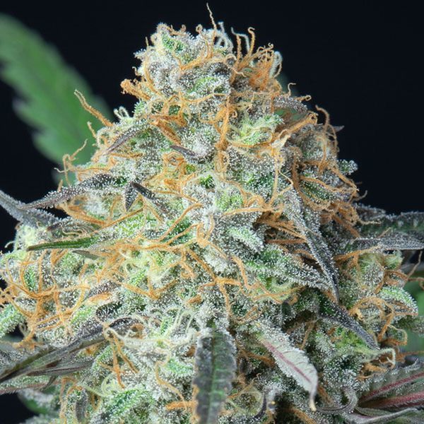Rainbow Donut Auto (Anesia Seeds) Feminisoidut