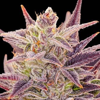 Auto Imperium X (Anesia Seeds) Feminisoidut