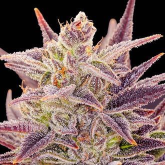 Auto Imperium X (Anesia Seeds) Feminisoidut