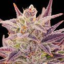 Auto Imperium X (Anesia Seeds) Feminisoidut