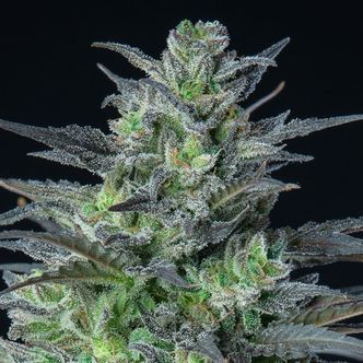 Auto Sleepy Joe (Anesia Seeds) feminisoitu