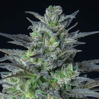 Auto Sleepy Joe (Anesia Seeds) Feminisoidut