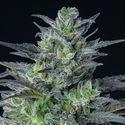 Auto Sleepy Joe (Anesia Seeds) Feminisoidut
