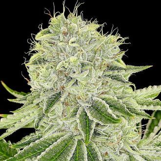 Cash Cow (Anesia Seeds) Feminisoidut