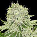 Cash Cow (Anesia Seeds) Feminisoidut