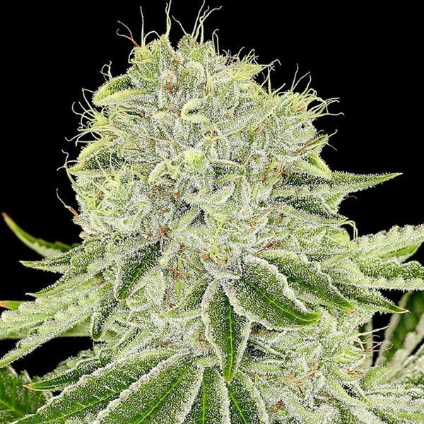 Cash Cow (Anesia Seeds) Feminisoidut