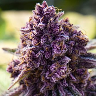 Dankberry (Anesia Seeds) feminisoidut