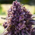 Dankberry (Anesia Seeds) Feminisoidut