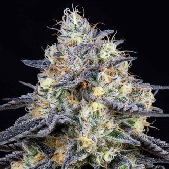 Foster (Anesia Seeds) Feminisointi