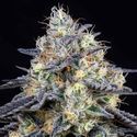 Foster (Anesia Seeds) Feminisointi