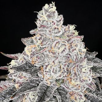 Frozen Black Cherry (Anesia Seeds) feminisoidut