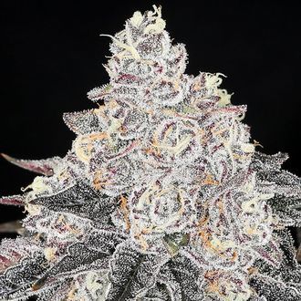 Frozen Black Cherry (Anesia Seeds) Feminisoidut