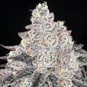 Frozen Black Cherry (Anesia Seeds) Feminisoidut
