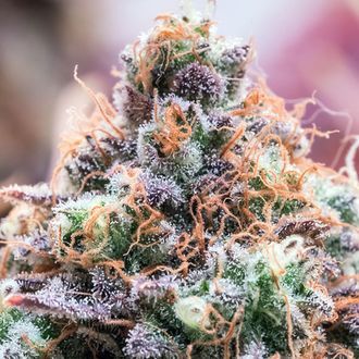Future Island (Anesia Seeds) Feminisoidut
