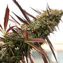 Ghost of NYC (Humboldt Seed Organization) Feminisoidut
