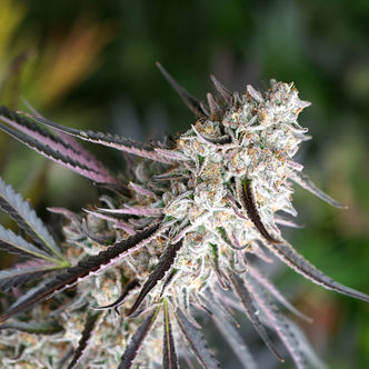 Florida Gaspack (Humboldt Seed Organization) feminisoidut kannabiksen siemenet