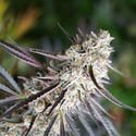 Florida Gaspack (Humboldt Seed Organization) Feminisoidut