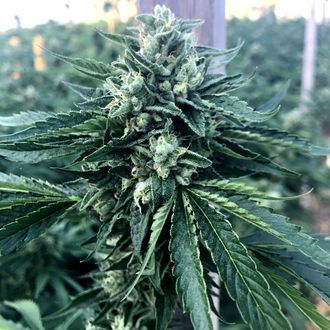 Cinnamon Buddha OG (Humboldt Seed Organization) Feminisoidut