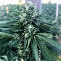 Cinnamon Buddha OG (Humboldt Seed Organization) Feminisoidut