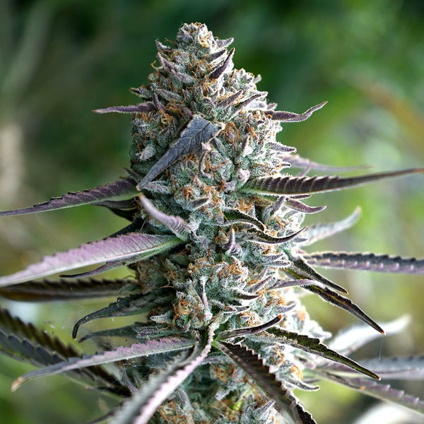 Runtz Fast Flowering (Humboldt Seed Organization) Feminisoidut
