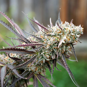 Ice Cream Cake Fast Flowering (Humboldt Seed Organization) feminisoidut