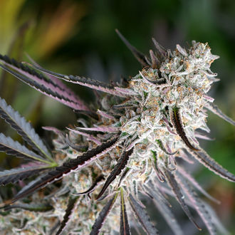 Peanut Butter Breath -nopeasti kukkiva (Humboldt Seed Organization) Feminisoidut