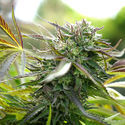 Pineapple Chem Auto (Humboldt Seed Organization) Feminisoidut